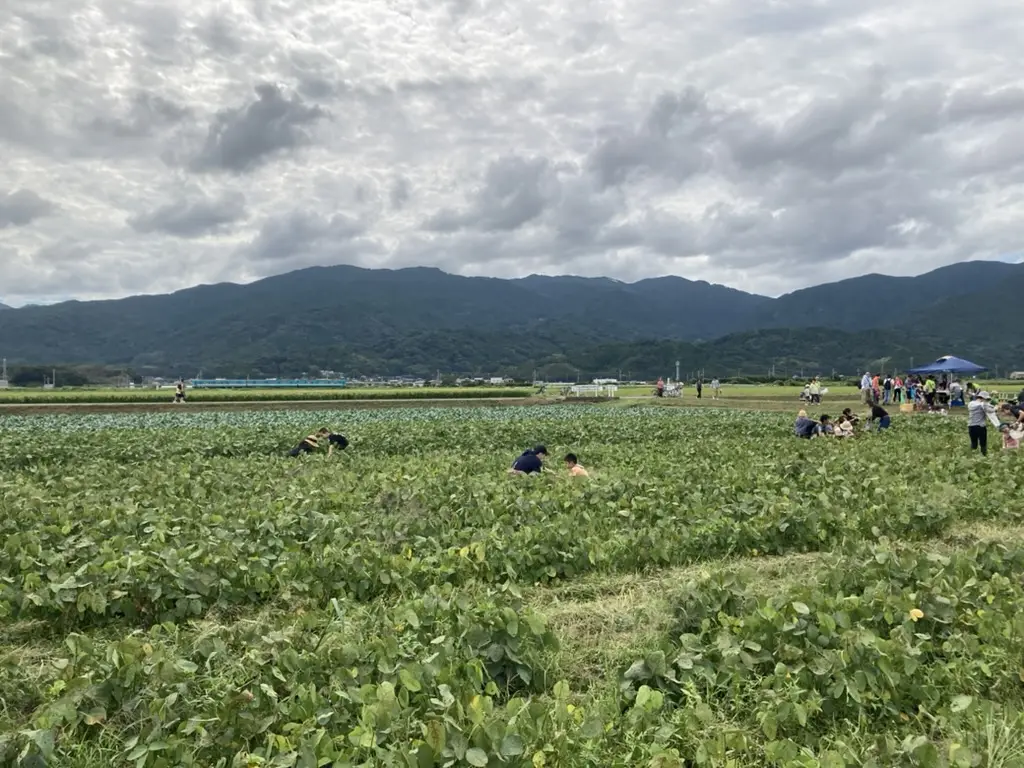畑で収穫した枝豆