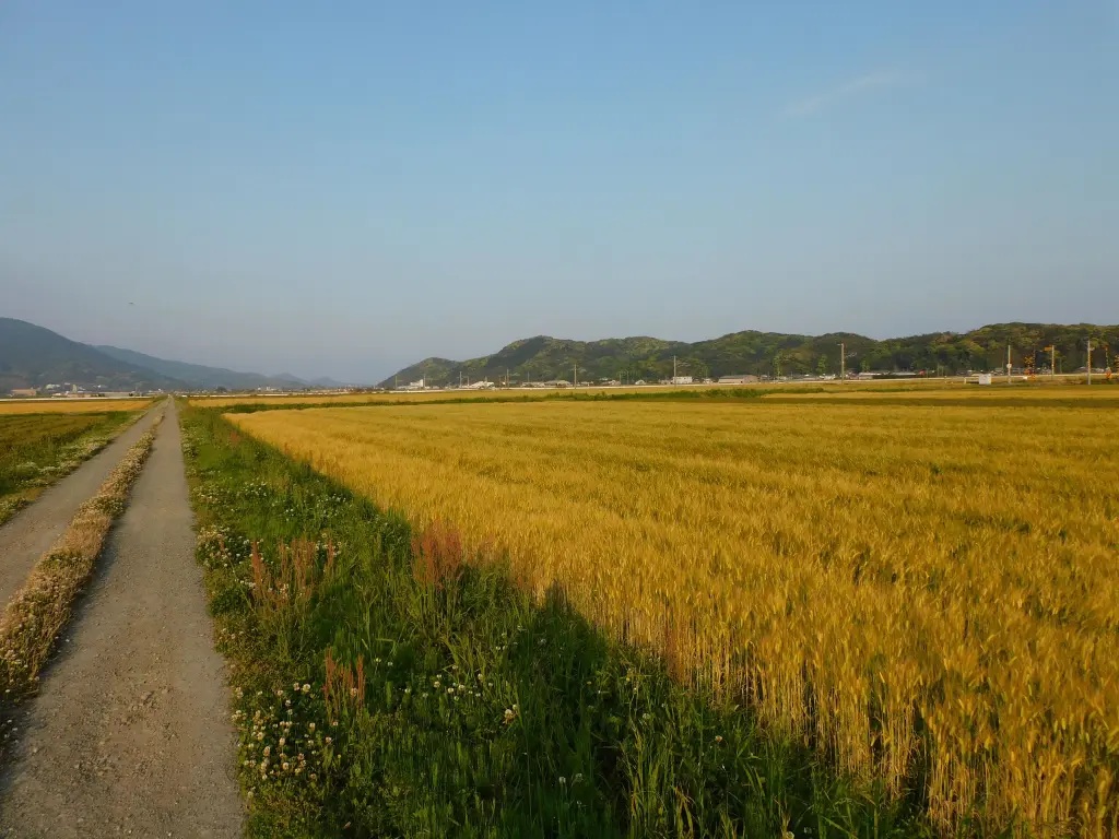 麦秋の一貴山平野