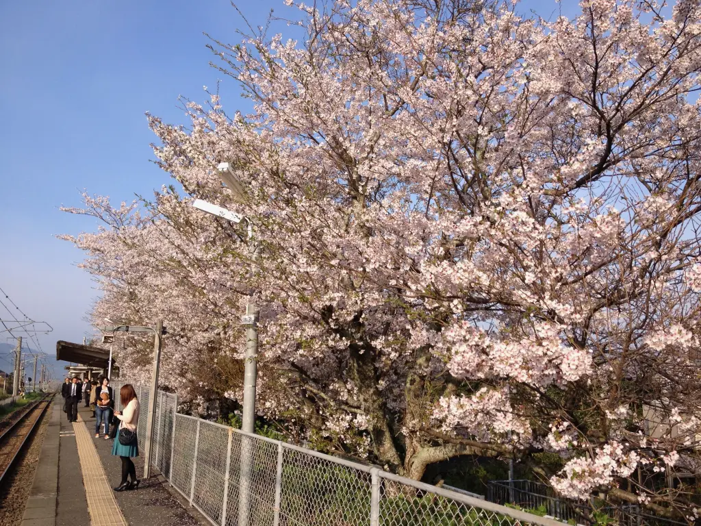 桜が咲く一貴山駅
