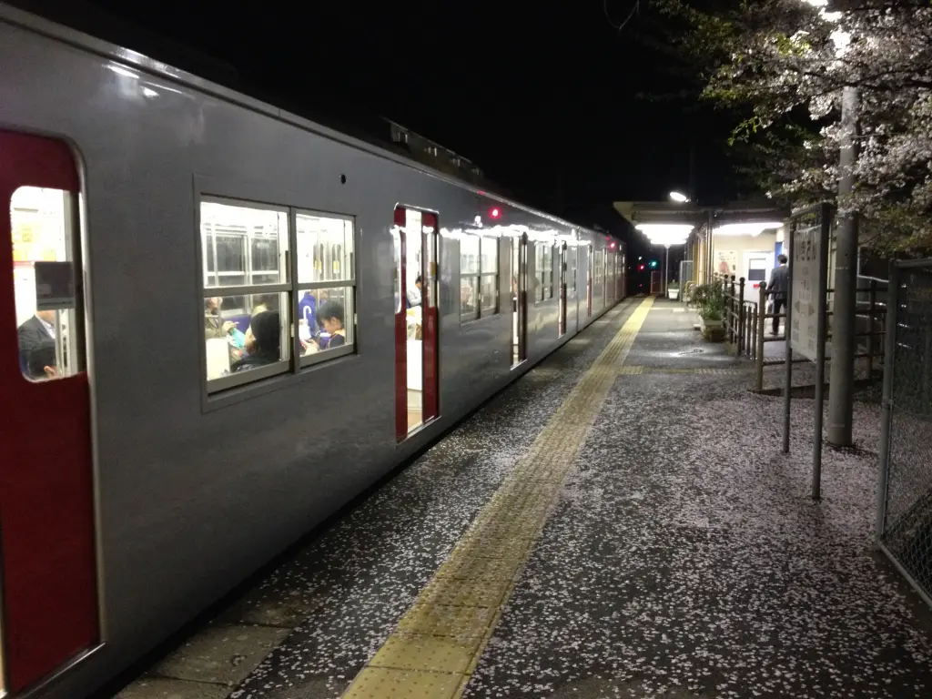 夜の一貴山駅で灯りに照らされた桜